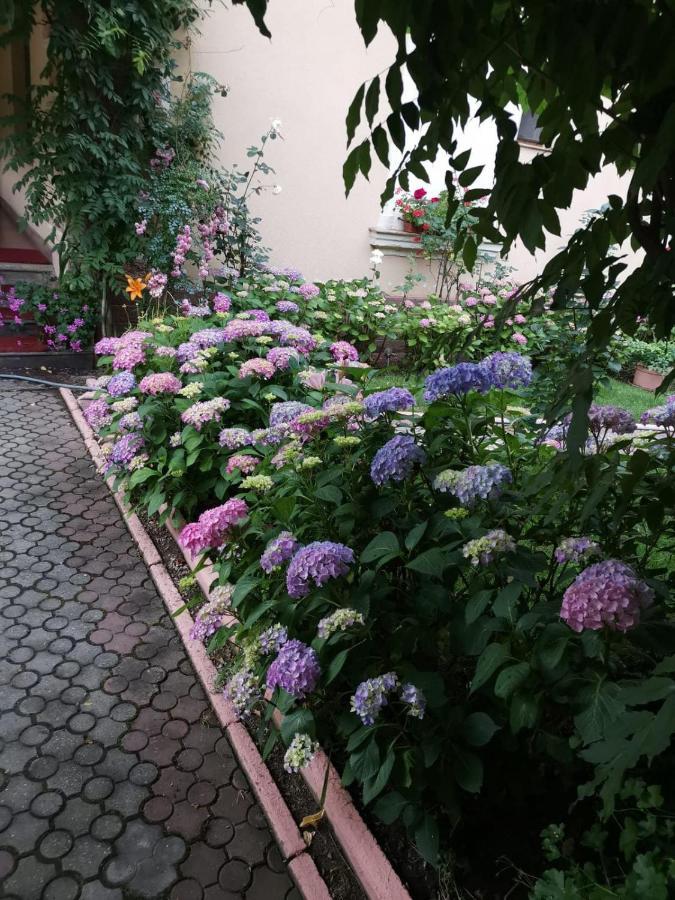 Vila Cerbul Albastru Hotel Moneasa Eksteriør billede