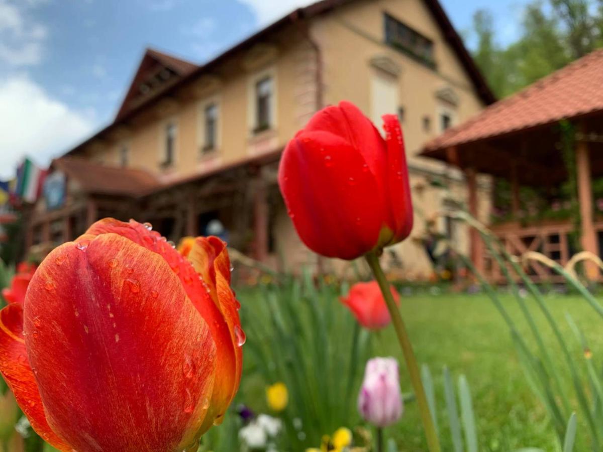 Vila Cerbul Albastru Hotel Moneasa Eksteriør billede
